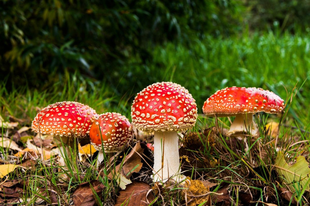 Paddenstoelen plukken of kweken - gebakken, in risotto of als ravioli? Heerlijke ideeën!