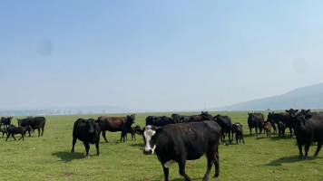 Tx Grassfed Cattle Company outside