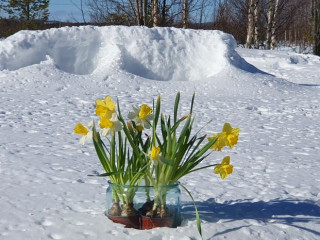 Kotaravintola Sarakka