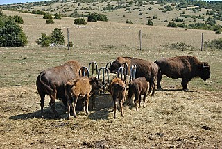 Auberge Randals Bison