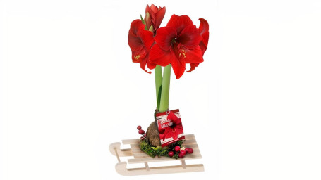 5 Waterless Amaryllis On Sled