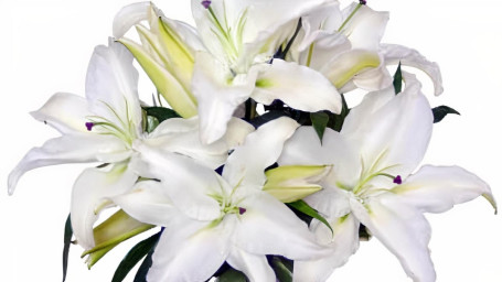 Casa Blanca Lilies Arrangement