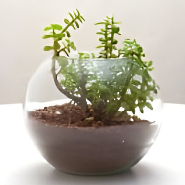 Jade Terrarium In Glass Vase