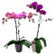 5 Orchid Plant