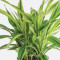 Florist Choice Green Plant