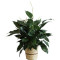 Medium Elegant Spathiphyllum