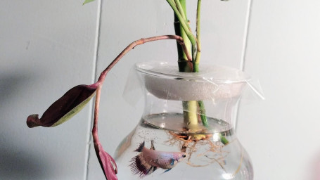 Betta Ecosystem With Betta