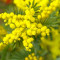 Bodemloze Mimosa's