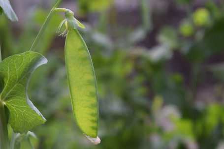 Sugar Snap-Peas