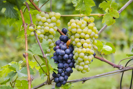 Pinot Grigio Libertas, Italië