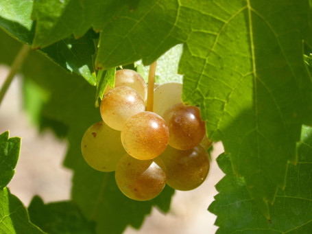 Verdejo Macabeo, El Zondaz, Spanje