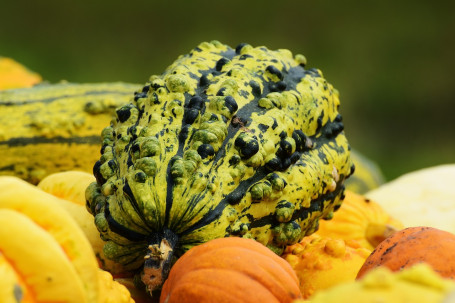 Verse Gesauteerde Pompoen En Courgette