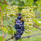 Flowers, Pinot Noir, Sonoma Coast, Californië