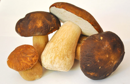 Porcini Paddenstoelen