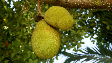 Jackfruit