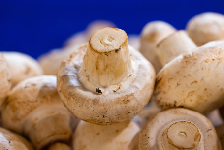 Bakken Champignons